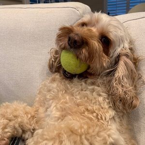 Meet your Posher, Olga